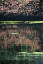 Load image into Gallery viewer, 1366891