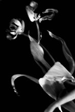 Load image into Gallery viewer, 1367095