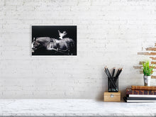 Load image into Gallery viewer, 1377493-4094915