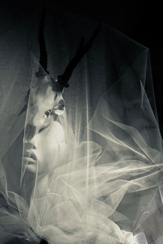 PORTRAIT OF ENDANGERED WILDLIFE silvertone