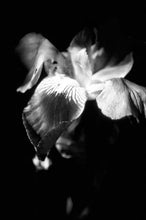 Load image into Gallery viewer, IRIS IN BLOOM   b&amp;w