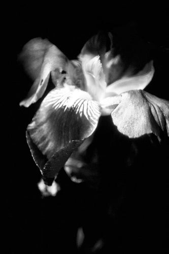 IRIS IN BLOOM   b&w