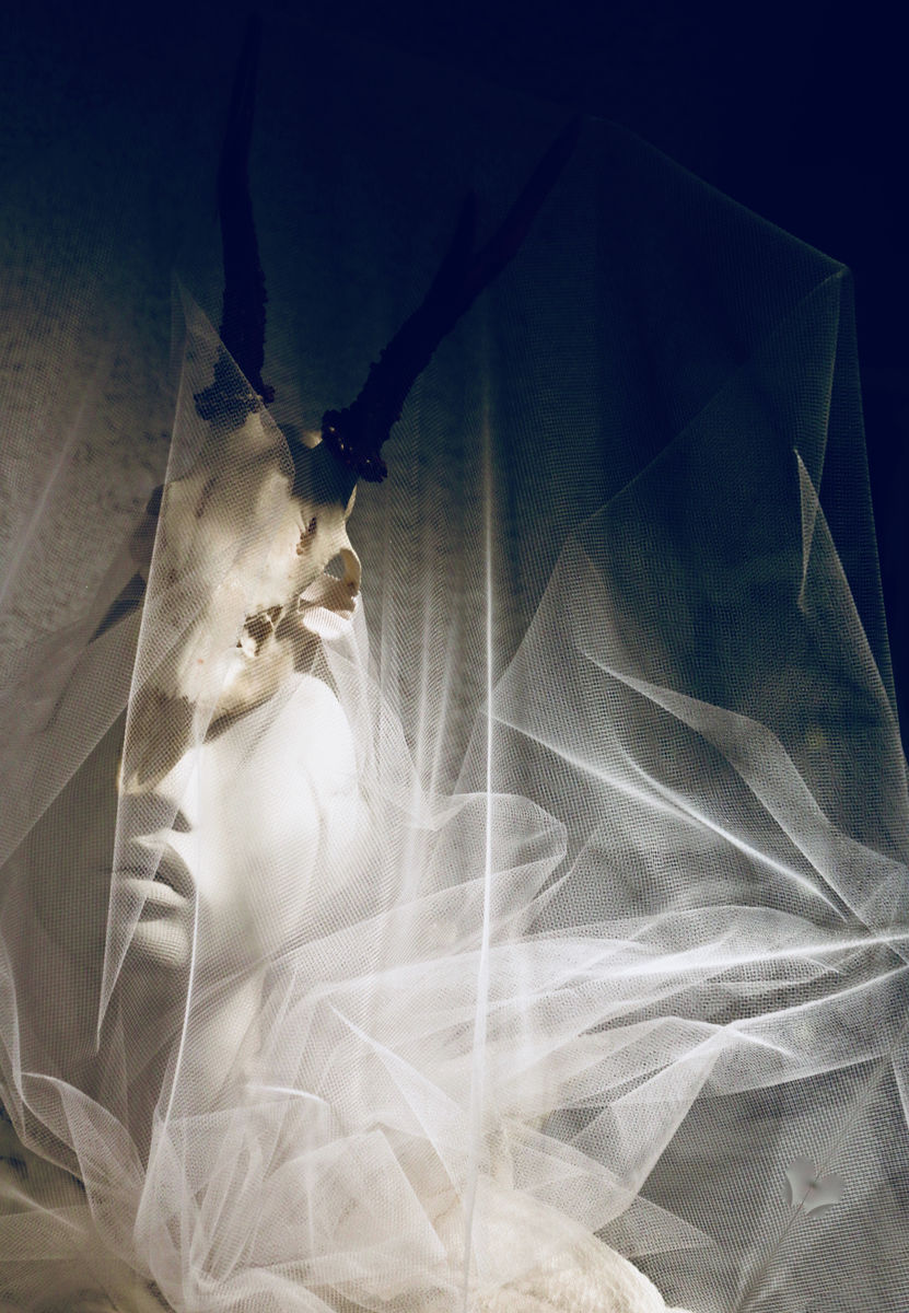 PORTRAIT OF ENDANGERED WILDLIFE