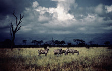 Load image into Gallery viewer, ZEBRAS AND TREE   Kenya