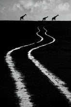 Load image into Gallery viewer, THEN THERE WERE THREE   Kenya b&amp;w