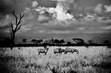 Load image into Gallery viewer, ZEBRAS AND TREE   Kenya b&amp;w