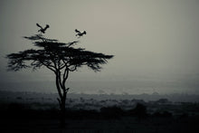 Load image into Gallery viewer, CRANES LANDING   Kenya