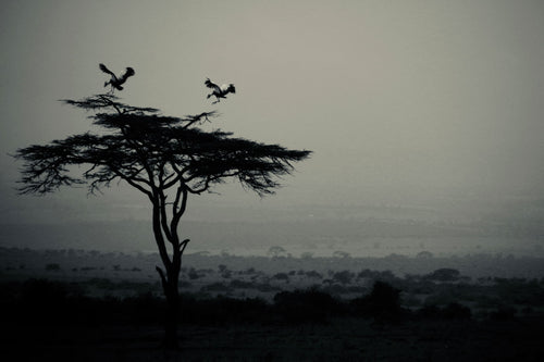 CRANES LANDING   Kenya