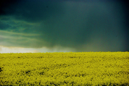 STORM CLOUDS OVER RAPE FIELDS   England