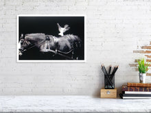 Load image into Gallery viewer, WHITE DOVE   France b&amp;w