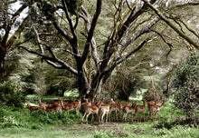 Load image into Gallery viewer, IMPALA GATHERING   Kenya