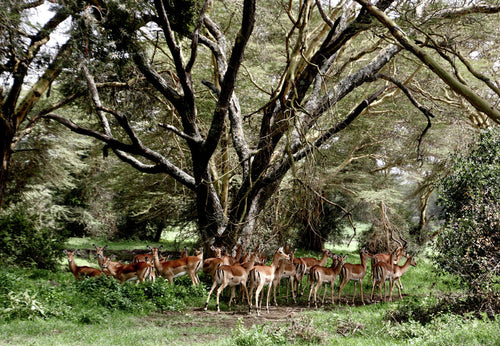 IMPALA GATHERING   Kenya
