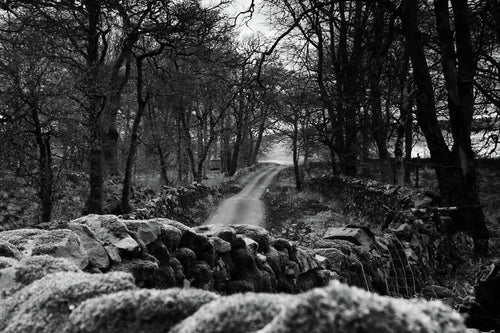MOSS AND STONE   England b&w