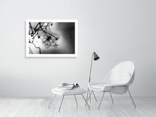 Load image into Gallery viewer, WINTER CLEMATIS 1673   England b&amp;w