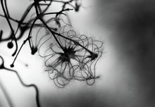 Load image into Gallery viewer, WINTER CLEMATIS 1673   England b&amp;w