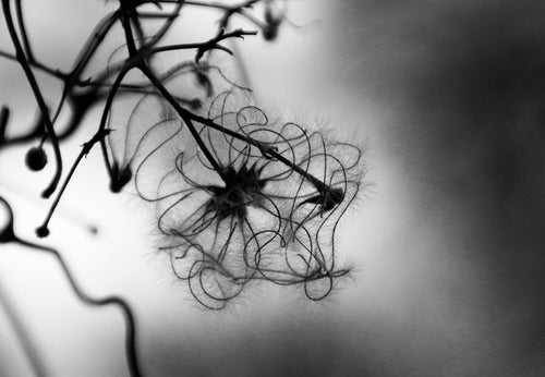 WINTER CLEMATIS 1673   England b&w