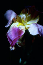 Load image into Gallery viewer, IRIS IN BLOOM