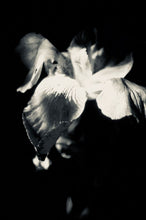 Load image into Gallery viewer, IRIS IN BLOOM   silvertone