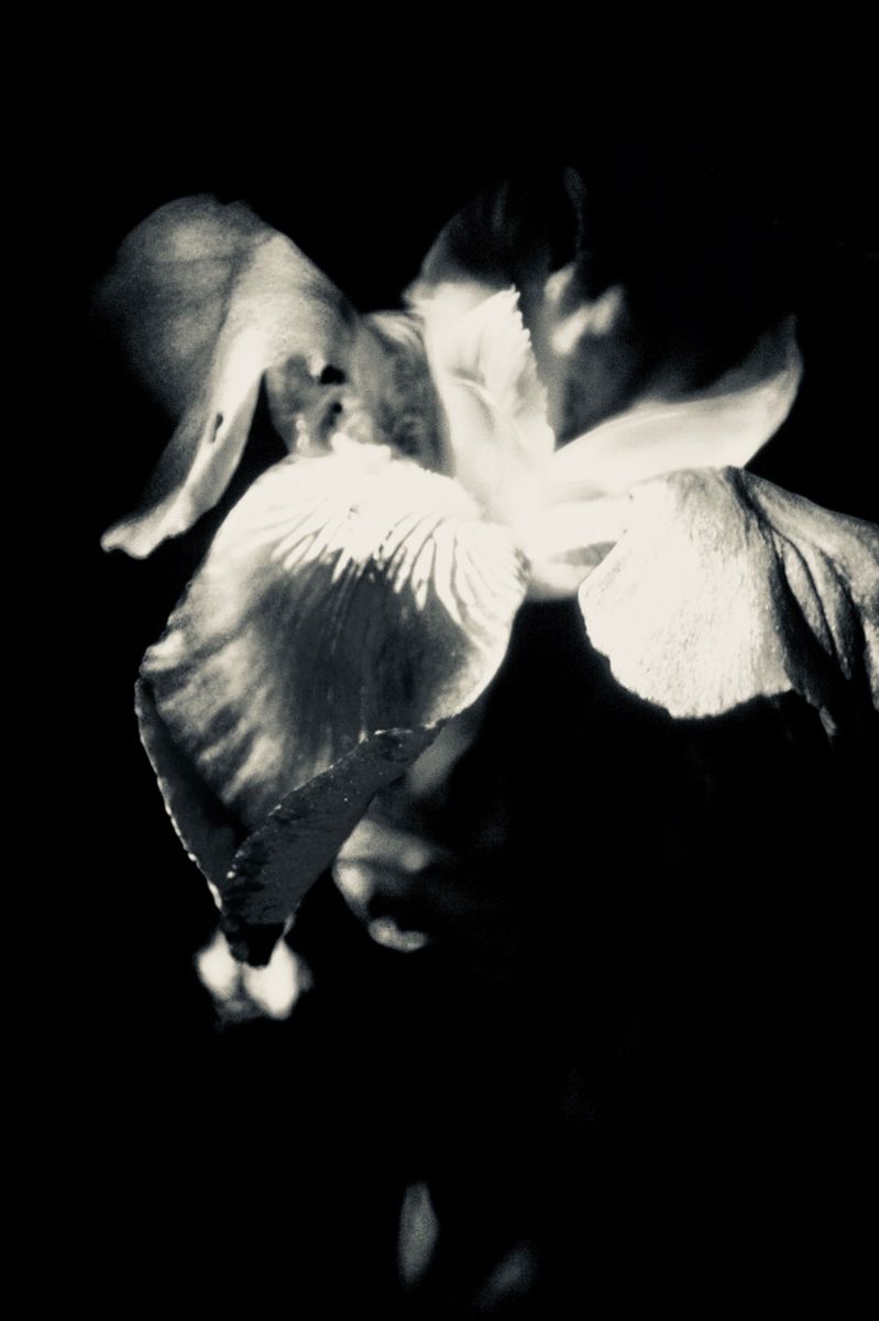 IRIS IN BLOOM   silvertone