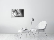 Load image into Gallery viewer, WINTER CLEMATIS 1673   England b&amp;w