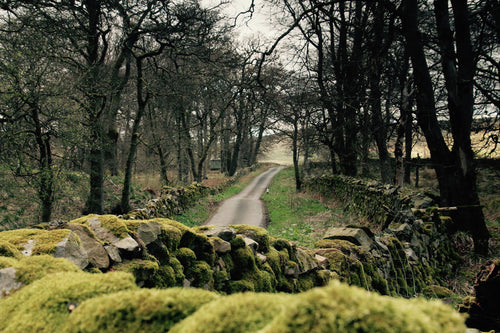 MOSS AND STONE   England