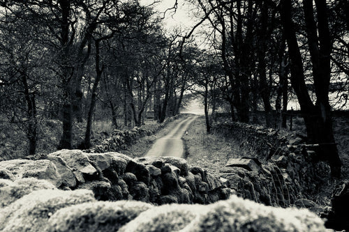 MOSS AND STONE   England silvertone