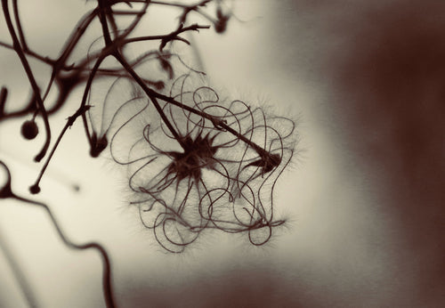 WINTER CLEMATIS  London