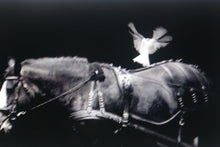 Load image into Gallery viewer, WHITE DOVE   France b&amp;w