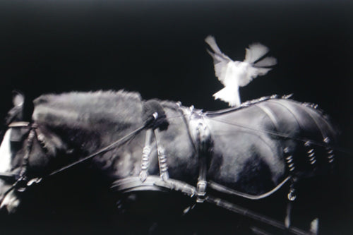 WHITE DOVE   France b&w