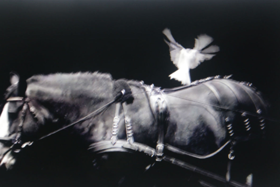 WHITE DOVE   France b&w