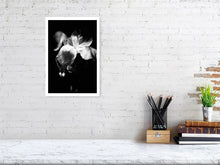 Load image into Gallery viewer, IRIS IN BLOOM   b&amp;w