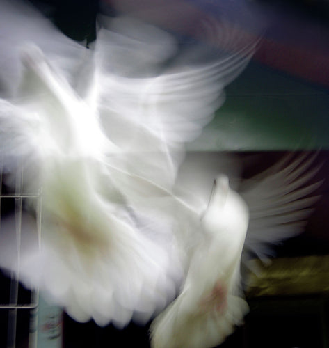 DOVE FLIGHT   England