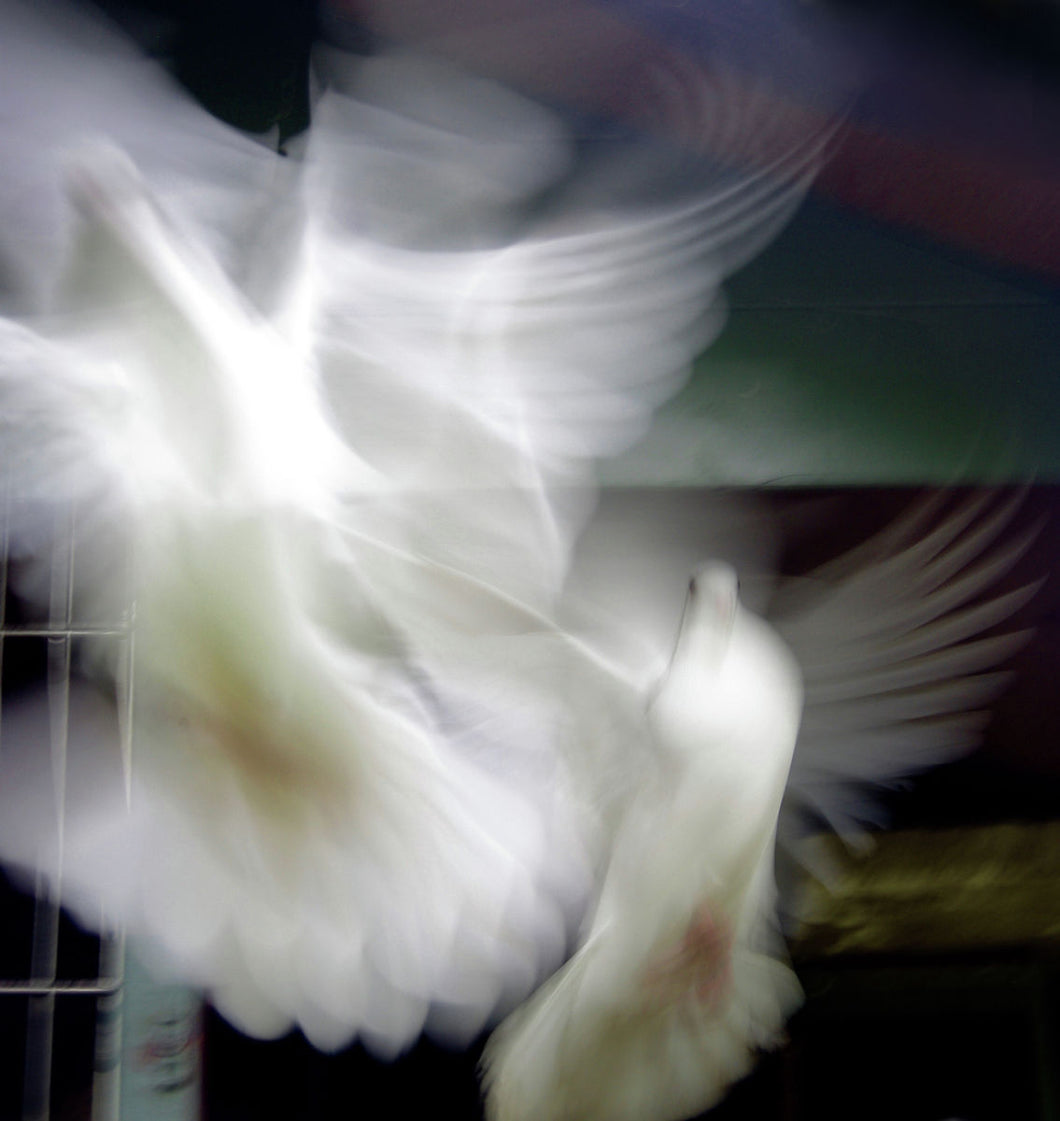 DOVE FLIGHT   England