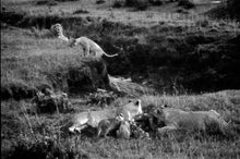 Load image into Gallery viewer, FAMILY FEAST   Kenya b&amp;w