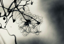 Load image into Gallery viewer, WINTER CLEMATIS   England silvertone