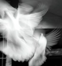 Load image into Gallery viewer, DOVE FLIGHT   London b&amp;w